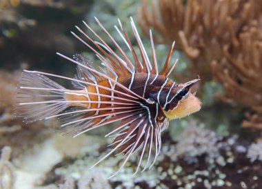 Clearfin Aslan Balığı 'nın (Pterois radiata) yakın plan görüntüsü)