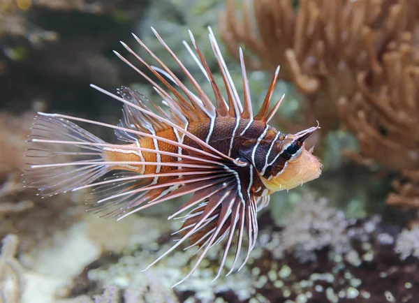 Close View Clearfin Lionfish Pterois Radiata — Stock Photo, Image