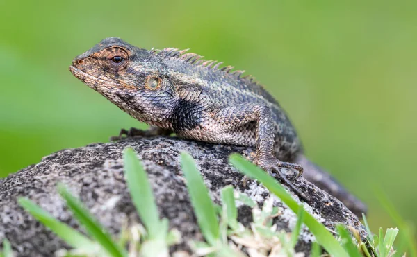 一只雄性东方花园蜥蜴 藏红花蜥蜴 的近景照片 — 图库照片