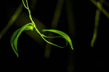 Silueta y forma de enredadera en el bosque