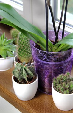 Güzel houseplants karışımı