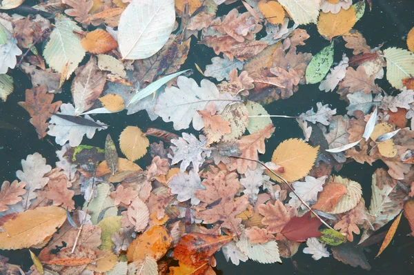 Mix of fall multicolored leaves — Stock Photo, Image