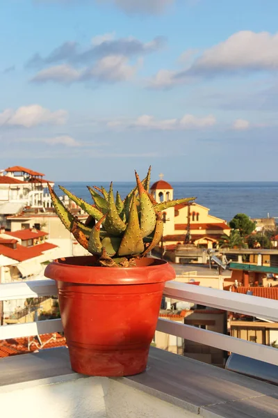 Schöne griechische Terrasse mit Blumen — Stockfoto