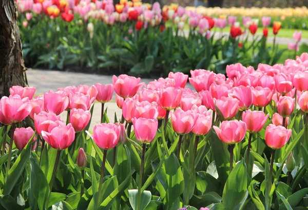 Spring park met veel bloemen — Stockfoto