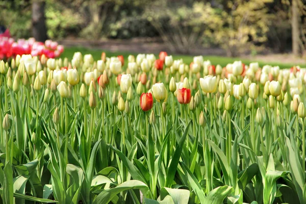 Spring park with a lot of tulips — Stock Photo, Image