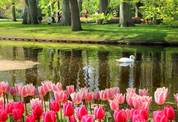 Parque de primavera con muchas flores — Foto de Stock