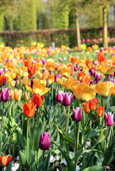 Jaro park se spoustou tulipánů — Stock fotografie