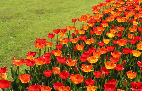 Parc de printemps avec beaucoup de fleurs — Photo