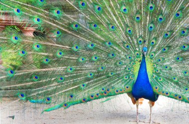 Bahçe güzel tavus kuşu