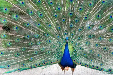 Bahçe güzel tavus kuşu