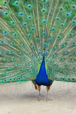 Bahçe güzel tavus kuşu