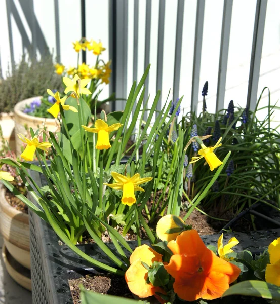 Mischung aus schönen Blumen auf der Terrasse — Stockfoto