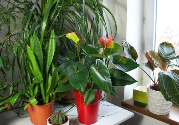 Mezcla de plantas de interior en la habitación moderna — Foto de Stock