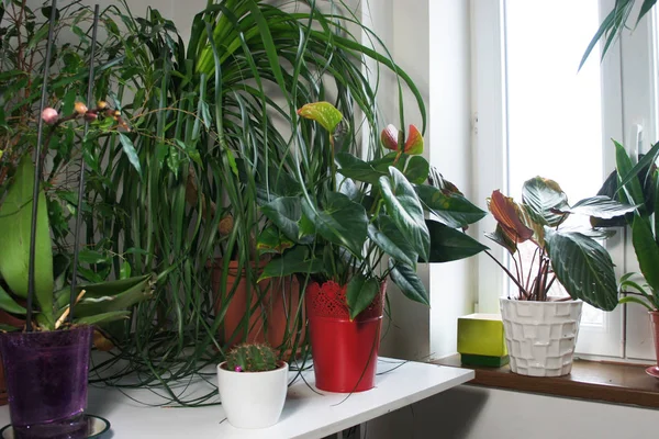 Modern oda içinde houseplants karışımı — Stok fotoğraf