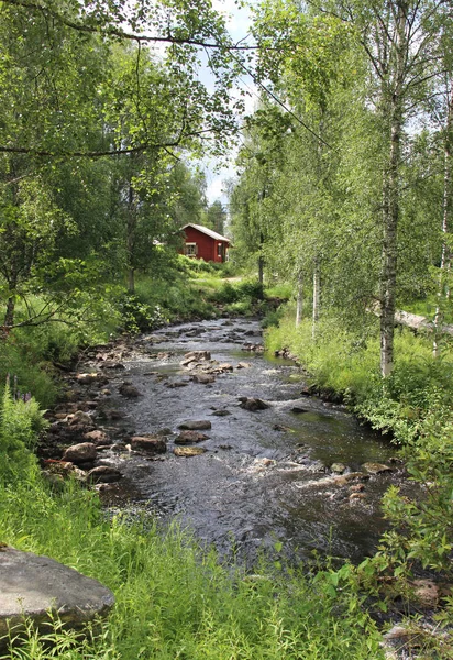 Τυπικά φινλανδική φύση, Κρινοειδές φυτό και άνθος, Καρελία — Φωτογραφία Αρχείου