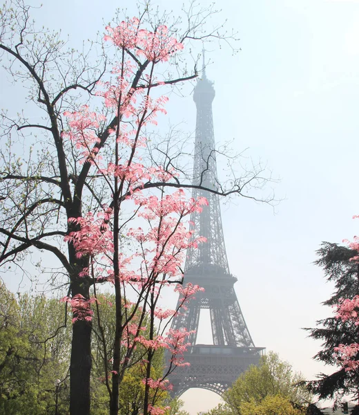 Menara Eiffel mekar, Paris, Perancis — Stok Foto