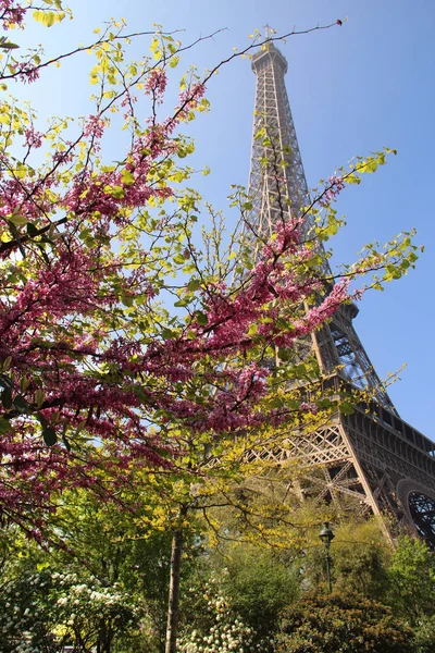 Eiffelturm in Blüte und schöner sonniger Tag, Paris, — Stockfoto