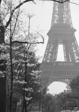 Eyfel Kulesi Bloom, Paris, Fransa