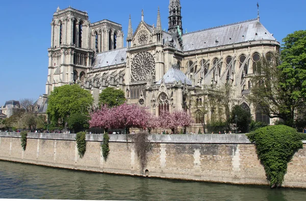 Notre Dame de Paris in blossom trees, France — Stock Photo, Image