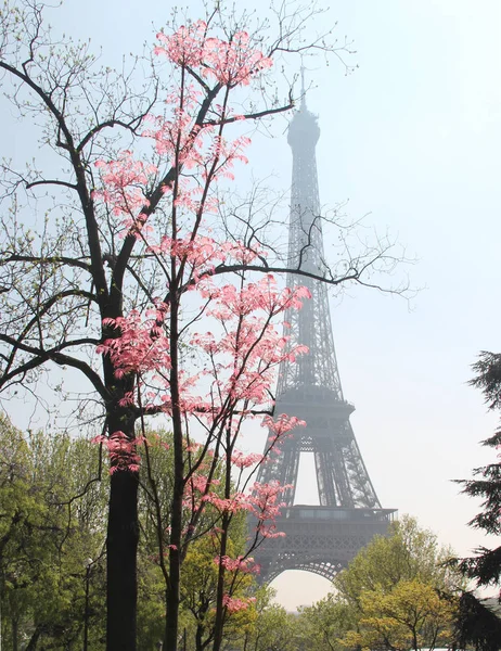 Eiffel tower in blossom, Paris, France — Stock Photo, Image