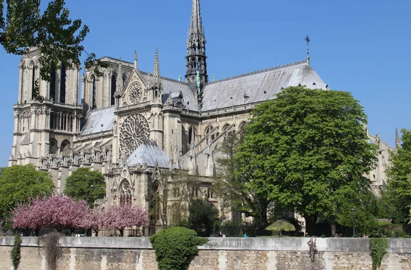 巴黎圣母院在花树丛中法国 — 图库照片