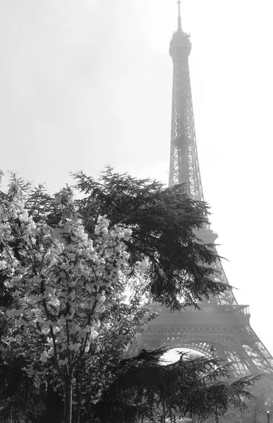 Eiffelturm in schwarz-weiß — Stockfoto