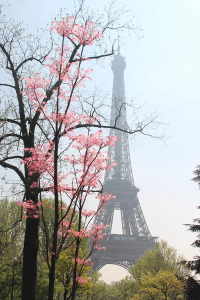 Eiffelturm in Blüte, Paris, Frankreich — Stockfoto