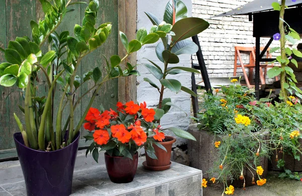 Schöne Terrasse mit vielen Blumen und Fahrrad — Stockfoto