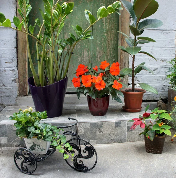Vacker terrass med mycket blommor och cykel — Stockfoto