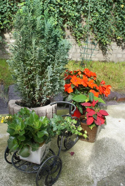 Schöne Terrasse mit vielen Blumen und Fahrrad — Stockfoto