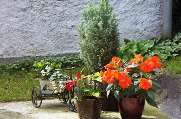 Bella terrazza con un sacco di fiori e biciclette — Foto Stock