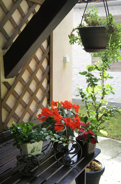 Vacker terrass med mycket blommor och cykel — Stockfoto