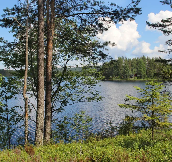 Florestas típicas de abeto da natureza finlandesa perto do lago — Fotografia de Stock
