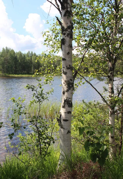 전형적인 핀란드 자연 호수 근처 전나무 숲 — 스톡 사진