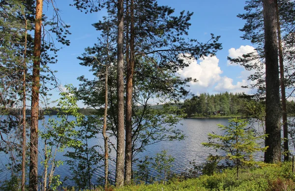 Florestas típicas de abeto da natureza finlandesa perto do lago — Fotografia de Stock