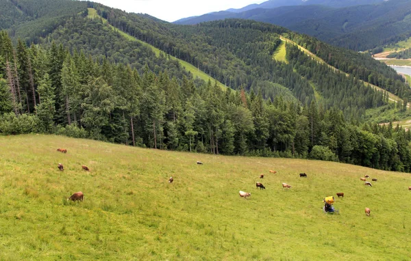Ukraynalı dağlarla Karpatlar çok güzel manzarasını, 