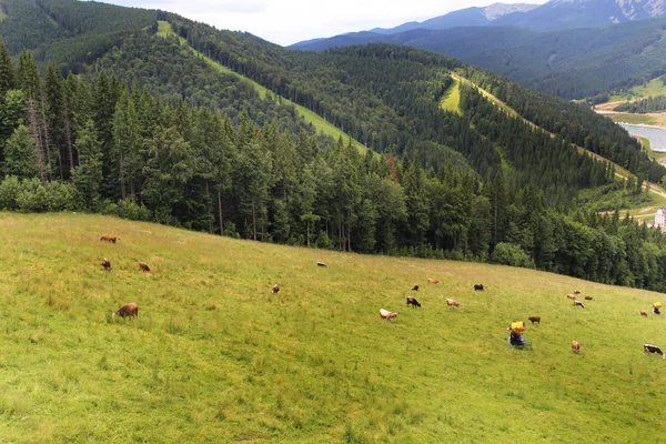 Ukraynalı dağlar Karpatlar güzel görünümü 
