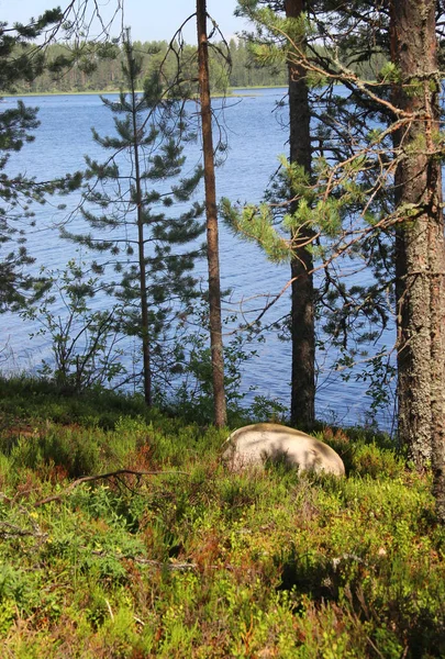 Schöne Natur Finnlands — Stockfoto