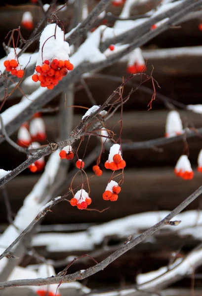 Rönnbär täckt av snö — Stockfoto