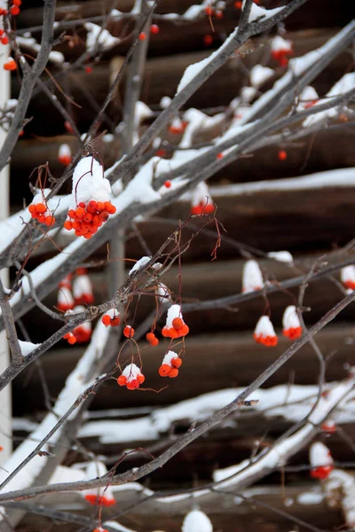 Rowanberries vallende sneeuw — Stockfoto
