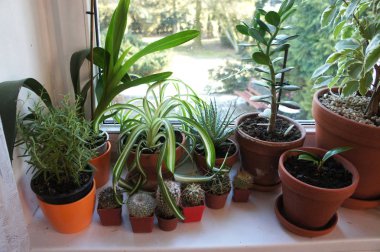 Houseplants penceresinde karışımı