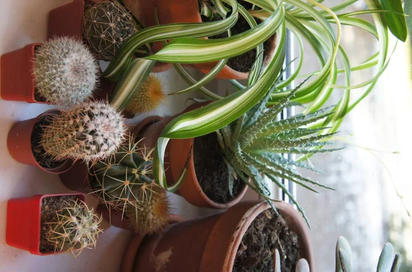 Mix di piante d'appartamento sulla finestra — Foto Stock