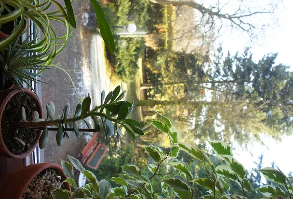 창에 houseplants의 혼합 — 스톡 사진