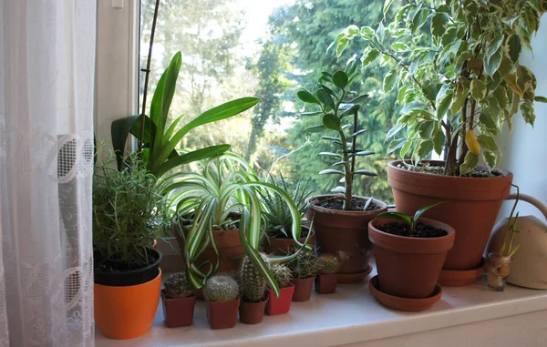 Mezcla de plantas de interior en la ventana — Foto de Stock