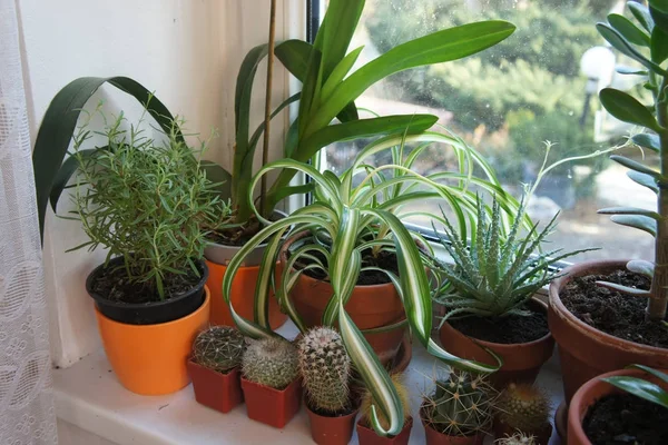 Mezcla de plantas de interior en la ventana — Foto de Stock