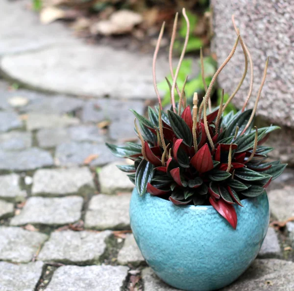 Beautiful plant in the flowerpot on the terrace