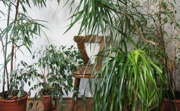 Schöne Mischung Von Zimmerpflanzen Raum — Stockfoto