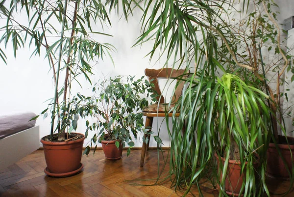 Beau Mélange Plantes Intérieur Dans Chambre — Photo