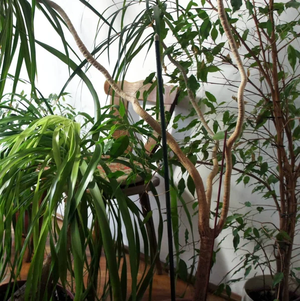 Schöne Mischung Von Zimmerpflanzen Raum — Stockfoto