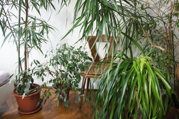 Beau Mélange Plantes Intérieur Dans Chambre — Photo